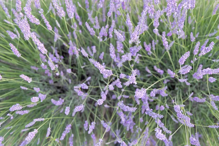 lavande